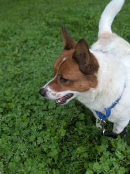 Mixed Breed Dogs Available for Adoption in Vancouver, Washington - Wendy | PetCurious