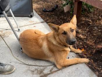 Rescue German Shepherd Dog and Mixed Breed Dogs for Adoption in Alameda, California - MAMMOTH | PetCurious