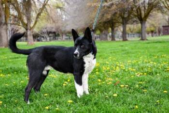 Border Collie and Australian Kelpie Dogs Available for Adoption - Joe Joe | PetCurious