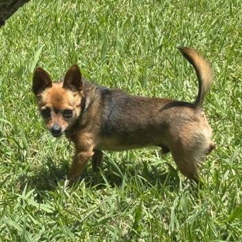 Chihuahua and Mixed Breed Dogs Available for Adoption in Houston, Texas - Nick Furry (Dallas) | PetCurious
