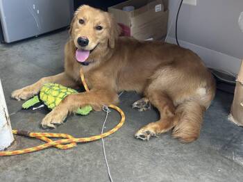 Buddy JC -  Golden Retriever Dog for Adoption in Rockaway, New Jersey - Buddy JC | PetCurious
