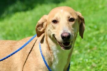 KIARA -  Mixed Breed Dog for Adoption in Brazil, Indiana - KIARA | PetCurious