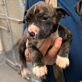 American Staffordshire Terrier and Pit Bull Terrier Dogs Available for Adoption - Liza | PetCurious