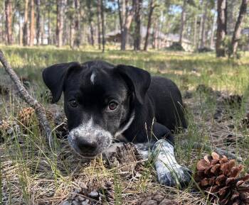 Zayne -  Pointer Dog for Adoption in Evergreen, Colorado - Zayne | PetCurious