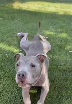 BLUE -  Pit Bull Terrier Dog for Adoption - BLUE | PetCurious