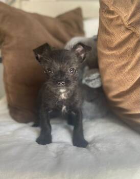 Scottish Terrier and Yorkshire Terrier Dogs Available for Adoption - Tater Tot | PetCurious