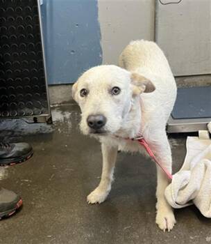 CROISSANT -  Australian Cattle Dog Blue Heeler and Mixed Breed Dog for Adoption in Camarillo, California - CROISSANT | PetCurious