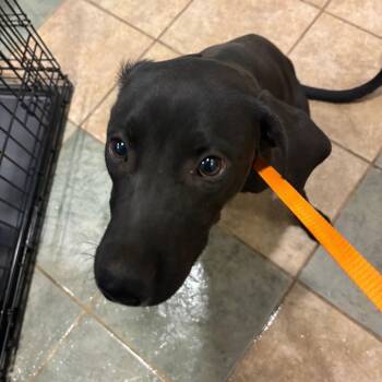 Halloween -  Mixed Breed Dog for Adoption in Chattanooga, Tennessee - Halloween | PetCurious