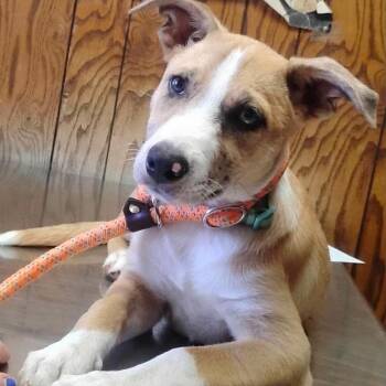 Sassy* -  Australian Shepherd and Mixed Breed Dog for Adoption in Hackett, Arkansas - Sassy* | PetCurious