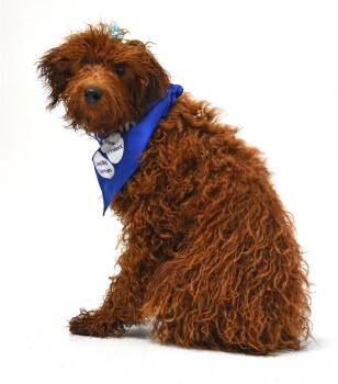 Rosie -  Poodle Dog for Adoption in Springfield, Ohio - Rosie | PetCurious