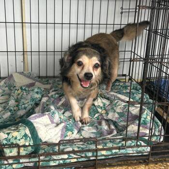 Camilio -  Chihuahua Dog for Adoption in Albion, New York - Camilio | PetCurious