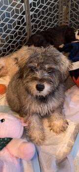 "Gandolf" Finn -  Schnauzer Dog for Adoption in Wheaton, Illinois - "Gandolf" Finn | PetCurious