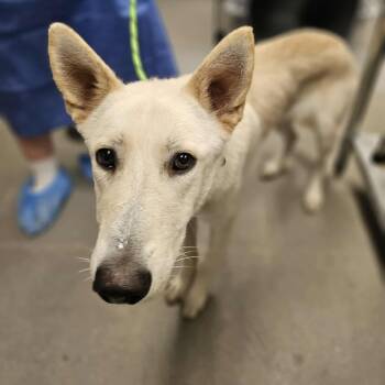 Rescue Shepherd Dogs for Adoption in Martinsville, Virginia - Sir Butternut | PetCurious