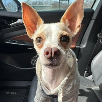 Chihuahua Dogs Available for Adoption - Miguel | PetCurious