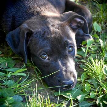 Angel -  Mixed Breed Dog for Adoption in Tunica, Mississippi - Angel | PetCurious