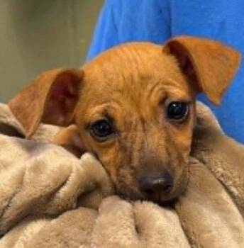Benji -  Chihuahua Dog for Adoption in Mukwonago, Wisconsin - Benji | PetCurious