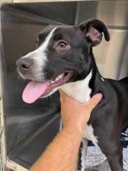 Asonia -  Labrador Retriever and Mixed Breed Dog for Adoption in Saint Clairsville, Ohio - Asonia | PetCurious