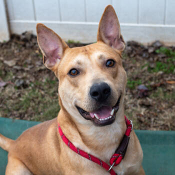 Rescue Mixed Breed Dogs for Adoption in Chamblee, Georgia - Tango- IN FOSTER | PetCurious