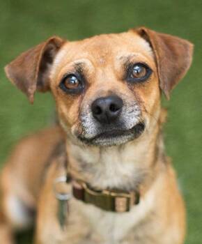Sanderson -  Chihuahua Dog for Adoption in Encinitas, California - Sanderson | PetCurious