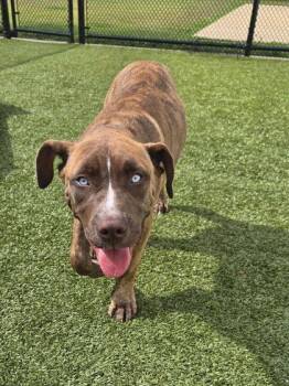 Pluto -  American Staffordshire Terrier and Mixed Breed Dog Available for Adoption in Daphne, Alabama - Pluto | PetCurious