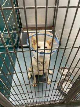 Matty B -  Labrador Retriever and Collie Dog for Adoption in Sedalia, Colorado - Matty B | PetCurious