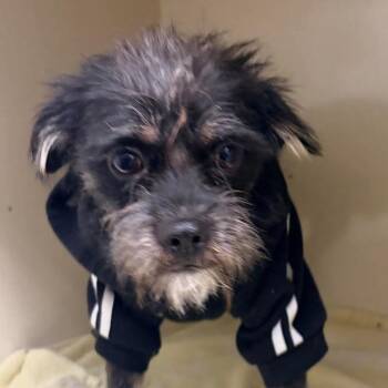 Keno Rome OS NV -  Poodle Dog for Adoption in Las Vegas, Nevada - Keno Rome OS NV | PetCurious