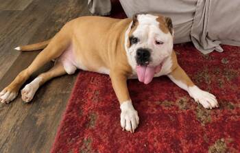 Gus -  English Bulldog Dog for Adoption in Princeton, Massachusetts - Gus | PetCurious