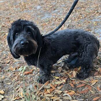 Dachshund and Mixed Breed Dogs Available for Adoption in Williston, Florida - Louie | PetCurious
