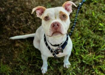 American Staffordshire Terrier and Mixed Breed Dogs Available for Adoption in Norfolk, Virginia - PINKY | PetCurious