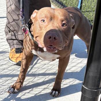 Pit Bull Terrier Dogs Available for Adoption in Philadelphia, Pennsylvania - Brownie Chip | PetCurious