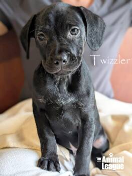 Beagle and Labrador Retriever Dogs Available for Adoption - Twizzler | PetCurious