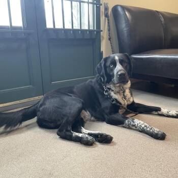German Shorthaired Pointer and Australian Shepherd Dogs Available for Adoption - Bear | PetCurious