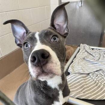 Spooky -  Pit Bull Terrier Dog Available for Adoption in Reno, Nevada - Spooky | PetCurious