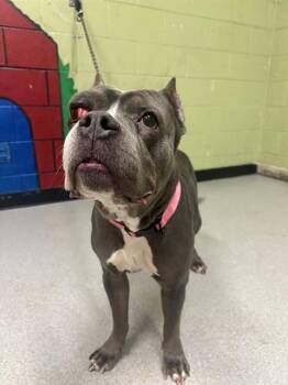 Pit Bull Terrier Dogs Available for Adoption - RHONDA | PetCurious