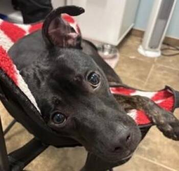 Champ 325-26 -  Pit Bull Terrier and Mixed Breed Dog for Adoption in Cumming, Georgia - Champ 325-26 | PetCurious