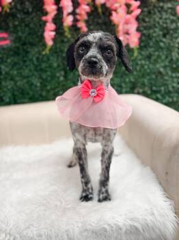 Pepper -  Miniature Poodle Dog for Adoption in Atlanta, Georgia - Pepper | PetCurious