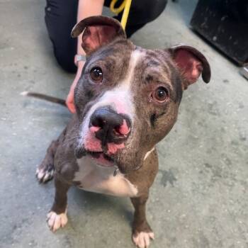 Rescue Mixed Breed Dogs for Adoption in Clearwater, Florida - Bruce | PetCurious