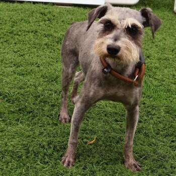 Alexa -  Miniature Schnauzer Dog for Adoption in Zionsville, Indiana - Alexa | PetCurious