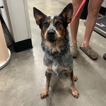 Boot -  Australian Cattle Dog Blue Heeler Dog for Adoption in Tampa, Florida - Boot | PetCurious