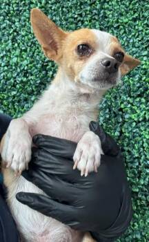 61539325 -  Chihuahua and Mixed Breed Dog for Adoption in El Paso, Texas - 61539325 | PetCurious