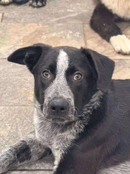 Rescue Australian Cattle Dog Blue Heeler and Border Collie Dogs for Adoption in Germantown, Ohio - Caramel Apple | PetCurious
