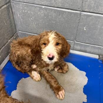 Golden Retriever and Poodle Dogs Available for Adoption in Huntsville, Alabama - Cosmo | PetCurious