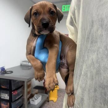 Honeysuckle Grove -  Doberman Pinscher and Mixed Breed Dog for Adoption in Salt Lake City, Utah - Honeysuckle Grove | PetCurious