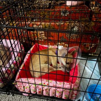 Summer -  Chihuahua Dog for Adoption in Park Row, Texas - Summer | PetCurious