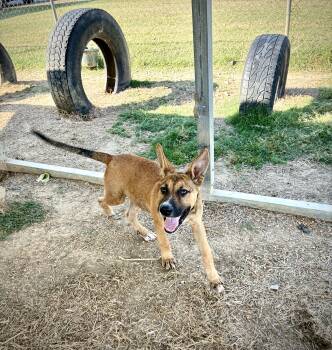Rescue Shepherd Dogs for Adoption in Senatobia, Mississippi - Scrappy Doo | PetCurious