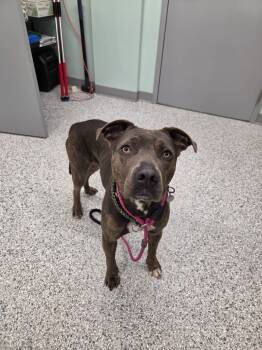 Rescue Terrier Dogs for Adoption in Athens, Tennessee - Lilly | PetCurious