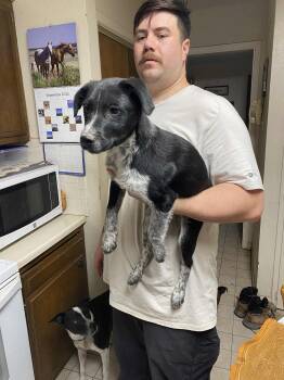 Rescue Australian Shepherd Dogs for Adoption in Uxbridge, Massachusetts - Valentino | PetCurious