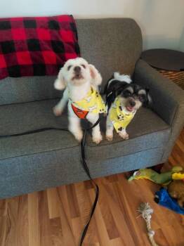 Bentley and Princeton -  Maltese and Bichon Frise Dog for Adoption in Union Grove, Wisconsin - Bentley And Princeton | PetCurious