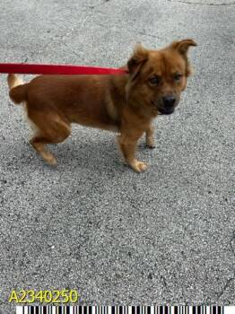 MISTER CHOWDER -  Mixed Breed Dog for Adoption in West Palm Beach, Florida - MISTER CHOWDER | PetCurious