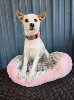 Rain -  Terrier Dog for Adoption in Penns Grove, New Jersey - Rain | PetCurious
